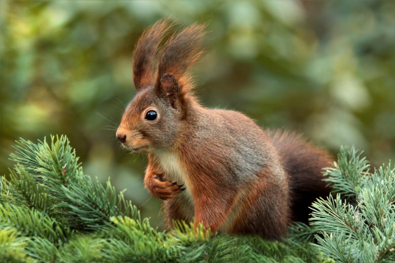 Wildlife